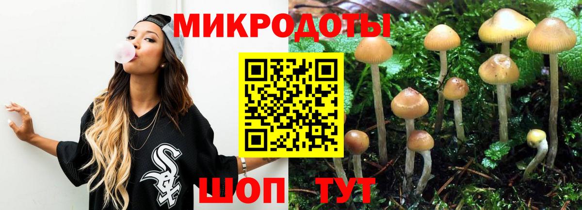 Галлюциногенные грибы Psilocybine cubensis Юрга